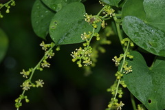 Tinospora cordifolia
